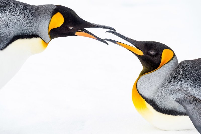 13. Королевские пингвины, Южная Георгия. (Фото Renato Granieri | UK National Geographic Traveller Photography Competition 2018):