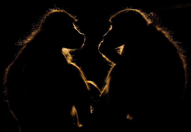 2. Бабуины на река Чобе в Ботсване. (Фото Paul Wynn | UK National Geographic Traveller Photography Competition 2018):