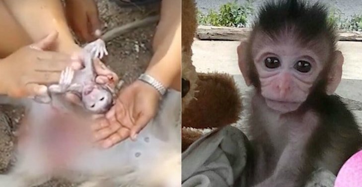 Женщина сделала кесарево сечение погибшей обезьяне, чтобы спасти её детёныша