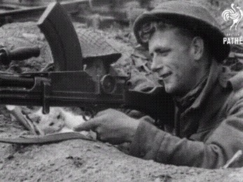 Война войной, а котики это котики