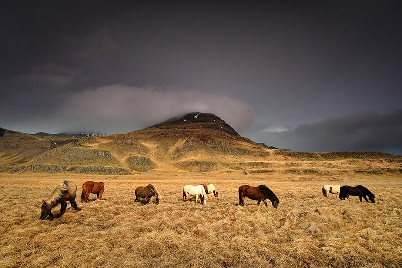 Исландские мустанги - 1 завораживающе, исландия, красота, пейзажи, путешествия, фото, фотоотчет, фоторепортаж