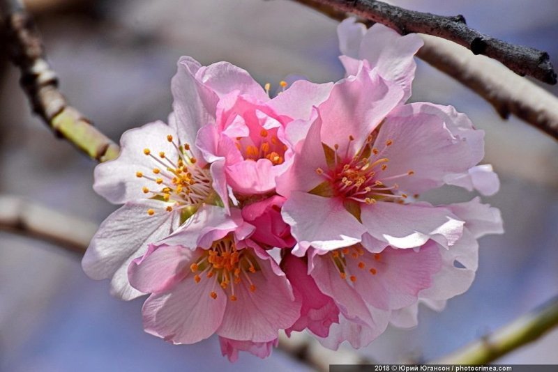В городах во всю цветёт миндаль. Начинает он ещё в феврале, но самый пик — именно в марте!