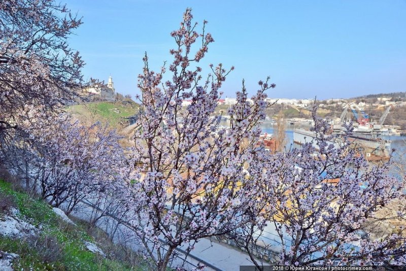 Весна в Крыму: цветущие  растения
