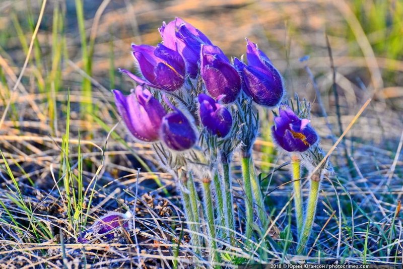 Весна в Крыму: цветущие  растения