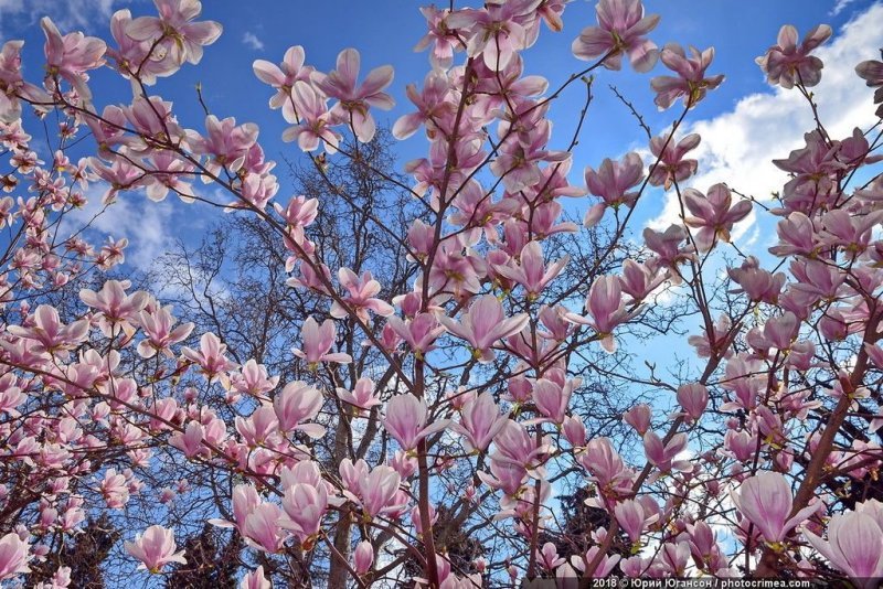 В Ялте в марте начинает цвести магнолия Суланжа и магнолия лилиецветная. Это безумно красивое зрелище. Цветы у них появляются раньше листьев и кусты стоят усыпанные цветами на совершенно голых ветках