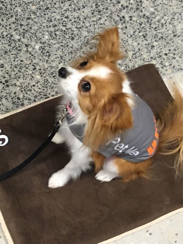 Собака-терапевт работает в аэропорту:  возня с ней неплохо снимает страх перед полетом
