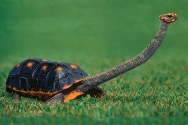 Австралийская  восточная длинношеяя  сухопутная черепаха животные, природа, странные, удивительное, чудо