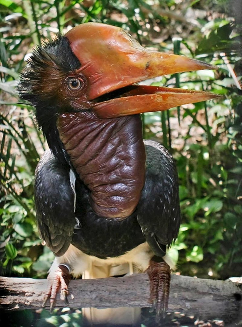 Шлемоносная птица-носорог, или шлемоносный калао, или шлемоклювый калао — вид и род из семейства птиц-носорогов. Обитает на Малайском полуострове, Суматре и Борнео