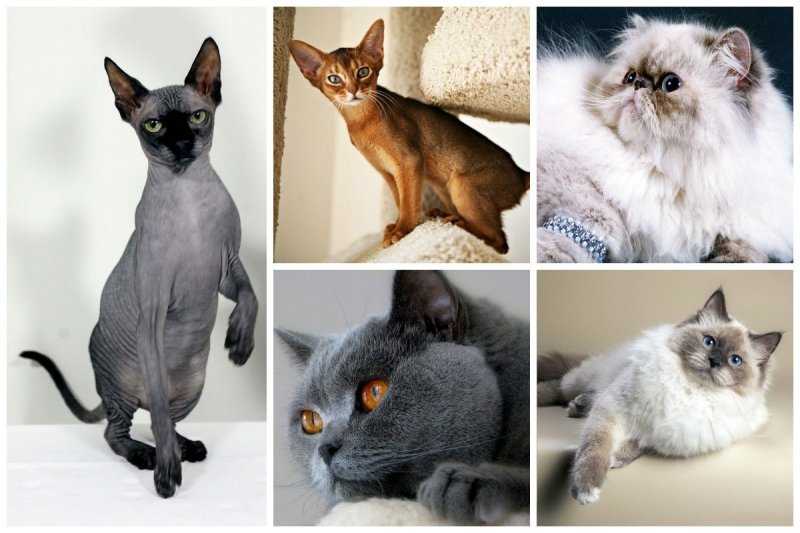 Какие породы кошек самые популярные в России?