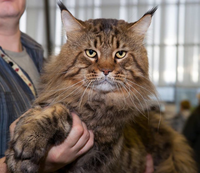 Самые популярные породы кошек в России по версии Авито