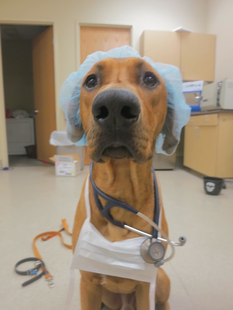 Собака медик