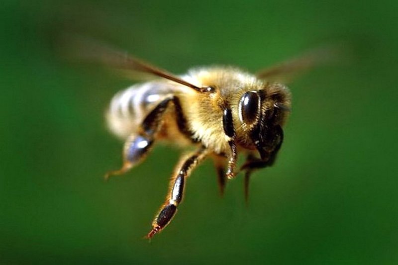 Медоносная пчела машет крыльями со скоростью 11400 раз в минуту, создавая характерное жужжание. 