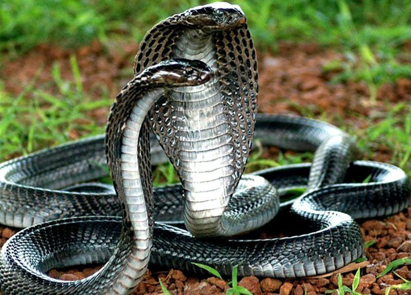 Запасом своего яда королевская кобра может убить 20 человек или слона. 