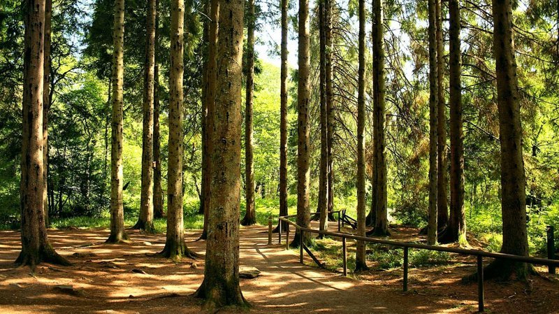 Ученые доказали, что воздух в хвойном лесу практически стерилен (не более 200−300 вредоносных бактерий на кубометр). Прогулка в хвойном лесу снимает стресс и нервное напряжение, тонизирует организм, активизируя газообмен в легких и улучшает дыхание.