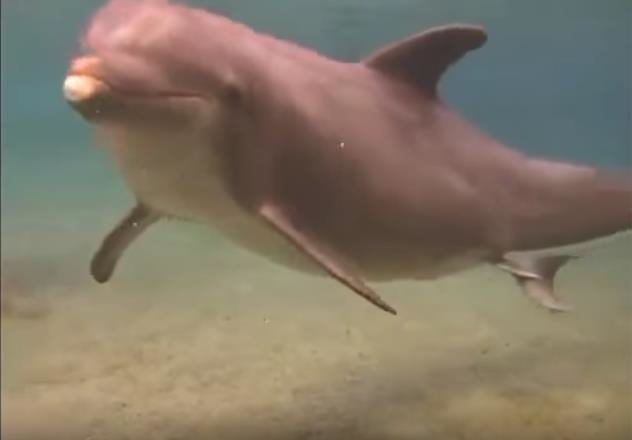 Рождение дельфинчика