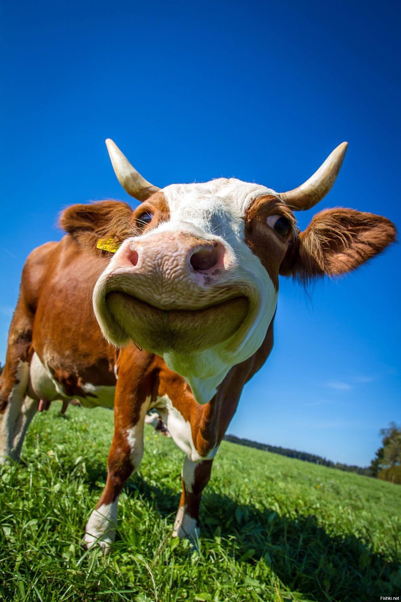 Животные с телками. Корова. Красивая корова. Веселая корова.. Смешные коровы.