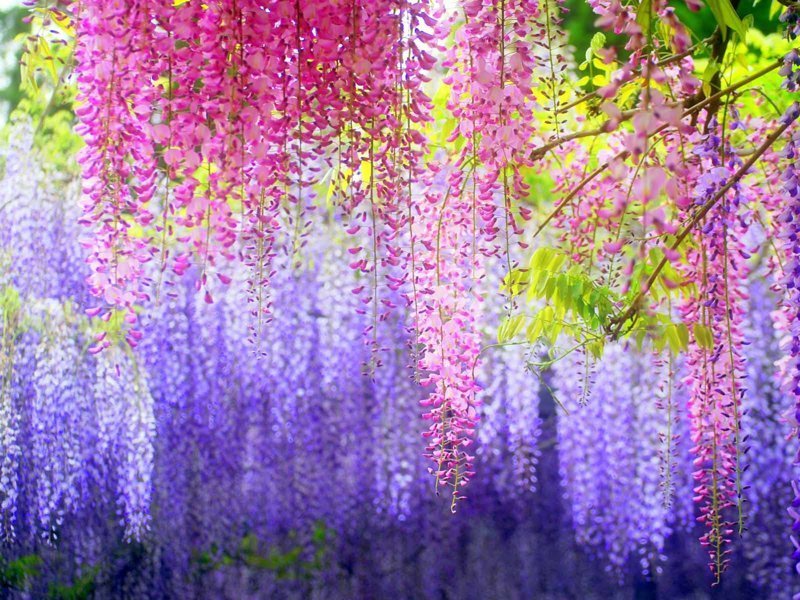 Висячий цветочный сад "Кавати Фудзи", который также носит название "Kawachi Fuji Garden". Он находится в Японии и занимает площадь в 10.000 кв.метров