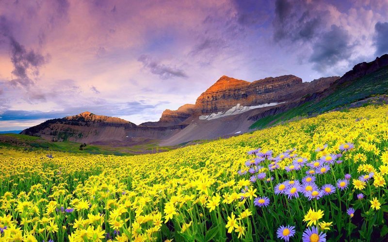Национальный парк Долина Цветов,  у верхних истоков Ганга (Bhyundar Ganga) в штате Uttarakhand, Индия - 89 квадратных километров сплошь покрытых невероятной растительность и