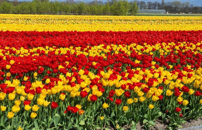 Поля тюльпанов, Нидерланды - районы Коп ван Норд-Холланд и Болленстрик,  в получасе езды от Амстердама, славятся своими тюльпановыми плантациями