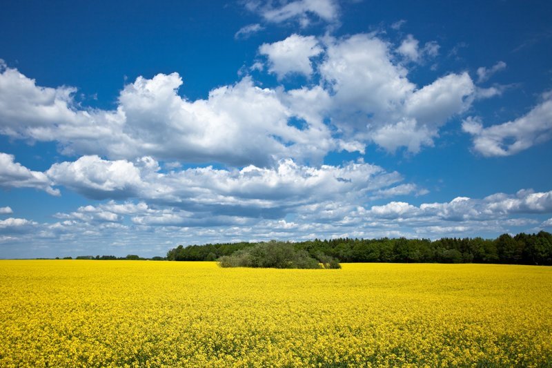 Рапсовые поля расцветают в шведском регионе Сконе в середине мая