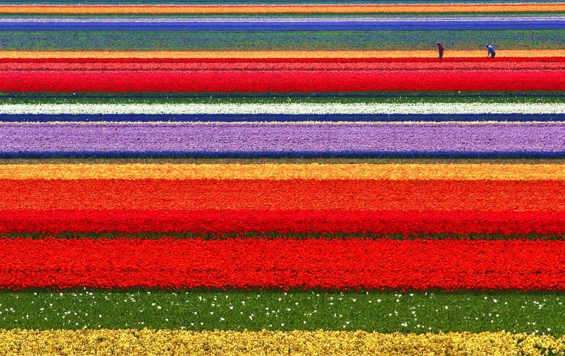 Апрель-май идеальное время для посещения Голландии, когда цветут поля тюльпанов коммерческого назначения
