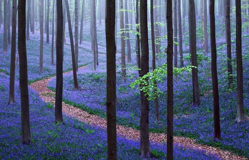 Лес Халлербос, Халле, Бельгия - ковер из синих колокольчиков (середина апреля, при теплой погоде - чуть ранее)
