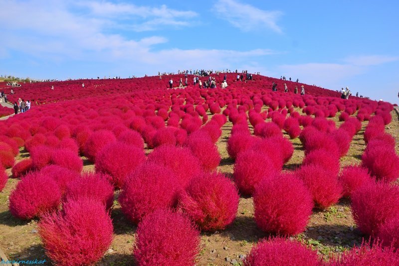 В Японии есть еще одно место - Национальный приморский парк Хитати, Хитатинака, который в разное время покрывается разными цветами -