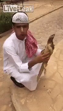 Какие-то неправильные у арабов щеночки