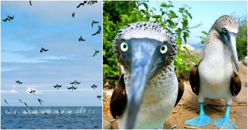 Воздушная атака: более 100 голубоногих олуш одновременно ныряют в воду 