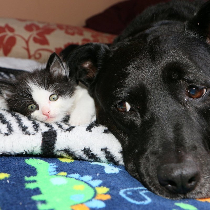 Собака воспитала почти 100 котят после того, как потеряла лучшую подругу-кошку