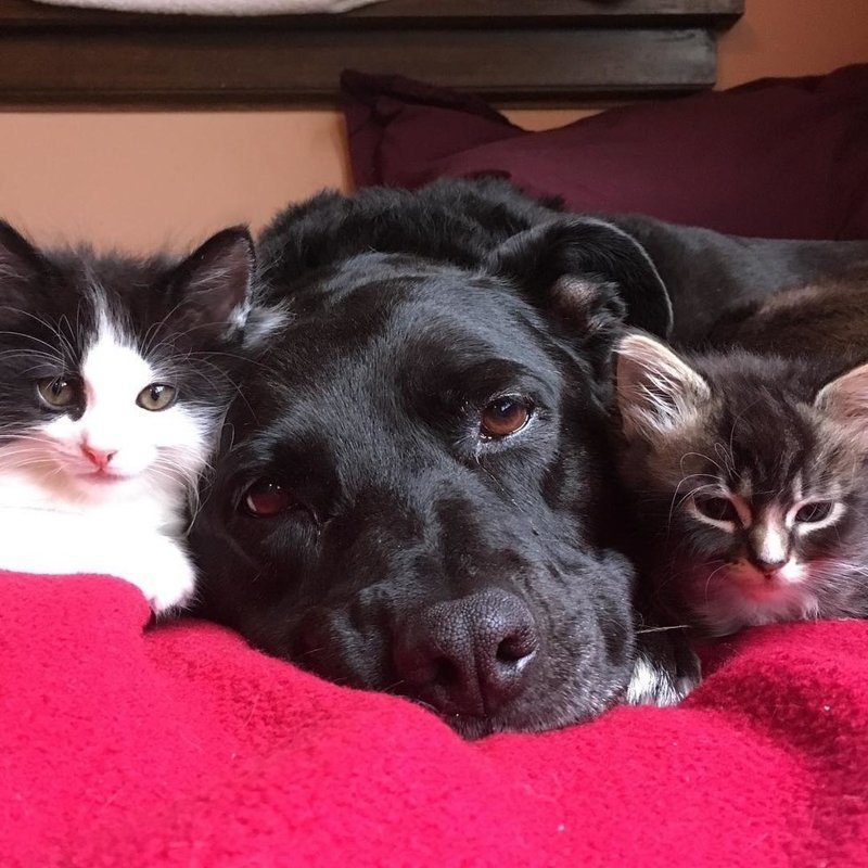 Собака воспитала почти 100 котят после того, как потеряла лучшую подругу-кошку
