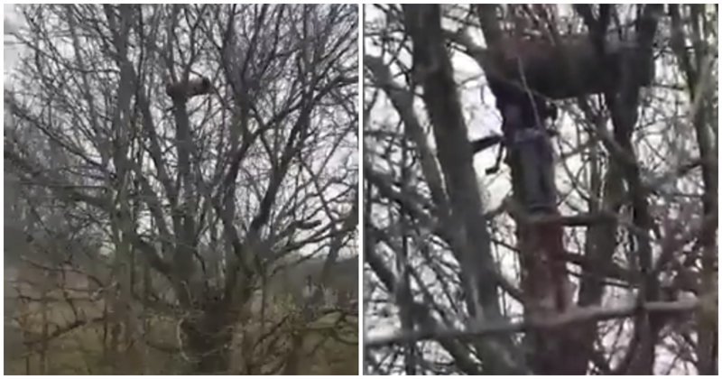 В Краснодарском крае хитроумные инспекторы устанавливают камеры на деревьях