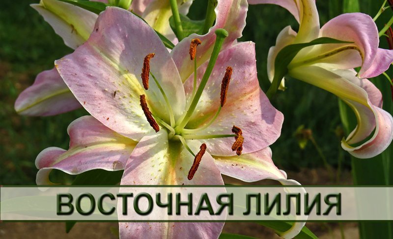 Нежная и утонченная лилия по праву может носить звание, самый ароматный цветок, способный заполнить своим благоуханием весь сад и его окрестности