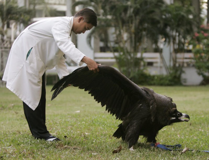  Ветеринар в одном из университетов в Бангкоке помогает американской черной катарте расправлять крылья после перенесенной операции