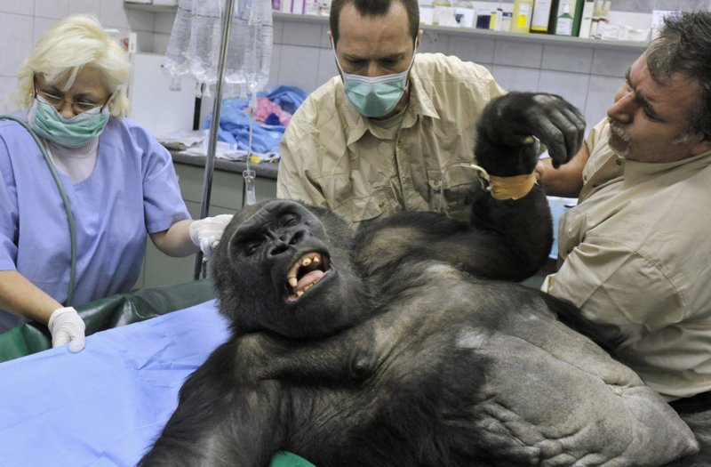 Старейшая в зоопарке Будапешта горилла по кличе Лизель готовится к операции по удалению опухоли, угрожающей жизни животного