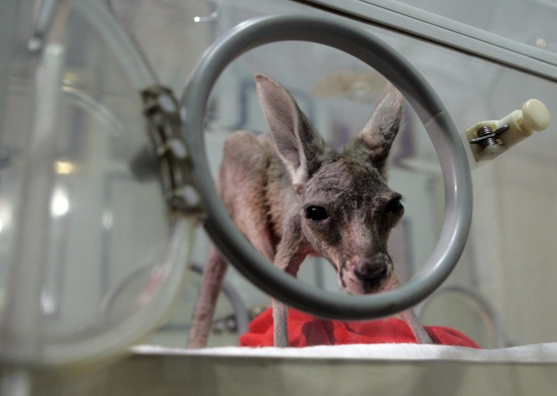 Детеныш кенгуру по имени Тихана выглядывает из специального инкубатора, в котором поддерживается температура +35 градусов Цельсия