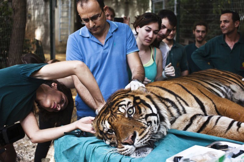 Специалист по альтернативной медицине лечит Педанга, 14-летнего суматранского тигра, страдающего от хронической ушной инфекции