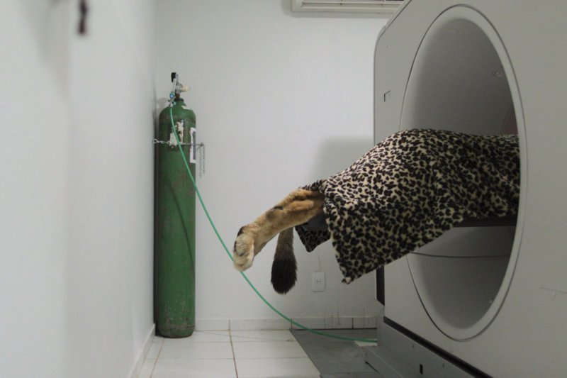 В результате Фафе назначили исследование на томографе общей продолжительностью более трех часов — без него ветеринары не могли поставить диагноз
