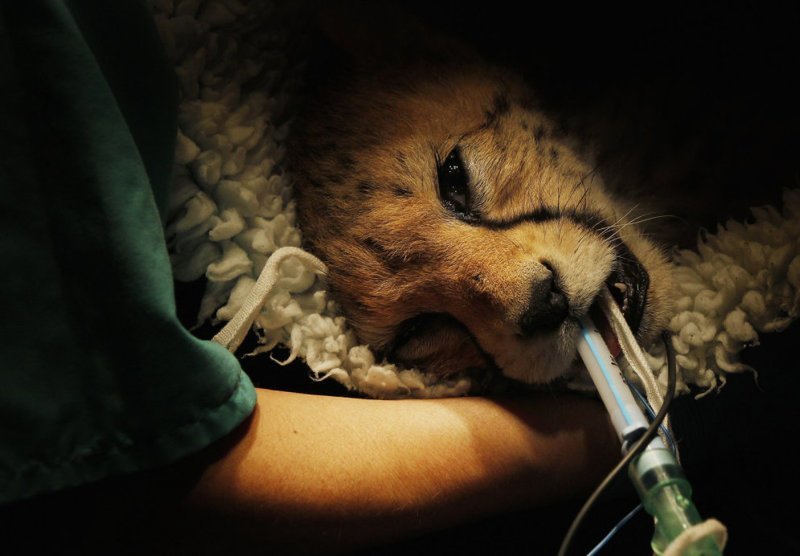 Ветеринар осматривает гепарда Юбу в Честерском зоопарке на севере Англии. 9-месячному котенку сделали операцию, вставив в лодыжку на одной из правых лап металлическую пластину, чтобы залечить сложный перелом