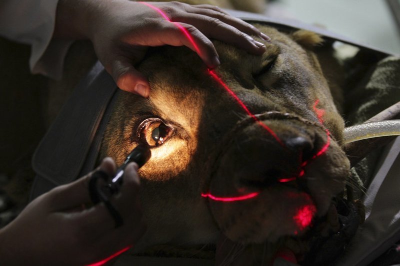 Сотрудник одной из бразильских клиник осматривает 18-летниюю львицу по кличке Фафа, которая была доставлена из зоопарка с жалобами на припадки и кровотечение неизвестного происхождения. Перед перевозкой животное поместили в состояние сна