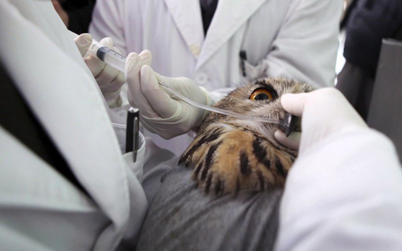 Ветеринары принудительно кормят филина после операции на правом крыле, во время которой птице "чинили" сложный перелом костей. Такая операция в Китае была проведена впервые