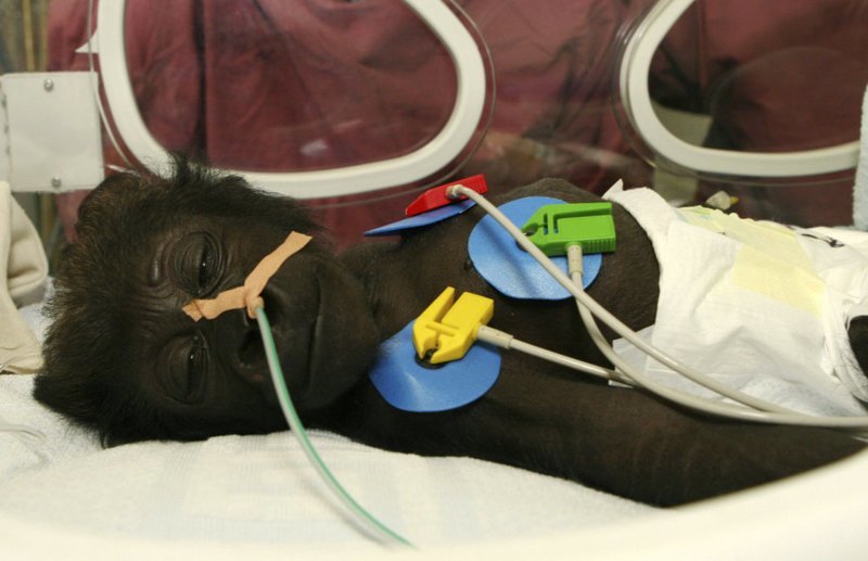 Детеныш гориллы по кличке Мэри в инкубаторе в палате интенсивной терапии в детской клинической больнице немецкого города Мюнстер