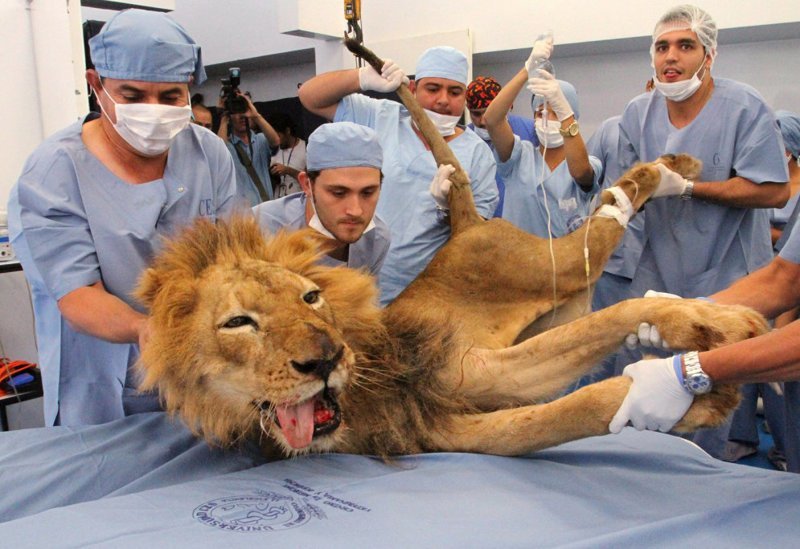 Посещение стоматолога 20-летним львом Тайсоном в колумбийском городе Медельин