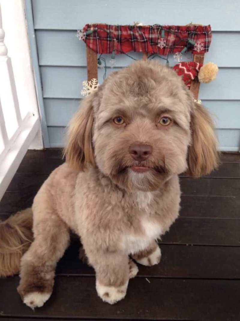  Йоги - пес с человеческим лицом