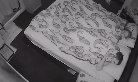 Домашний кролик