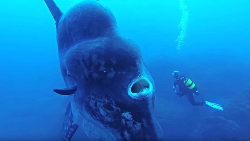 Самая большая костная рыба — Солнечная рыба Худвинкер
