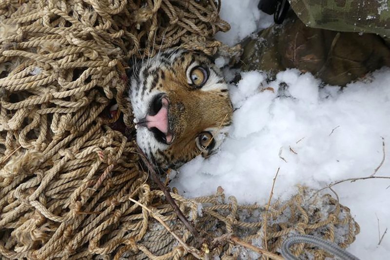 В Приморье поймали самку амурского тигра, охотившуюся на собак, и воссоединили ее с детенышами