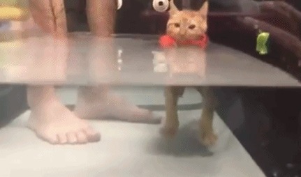 Тренировка морского котика