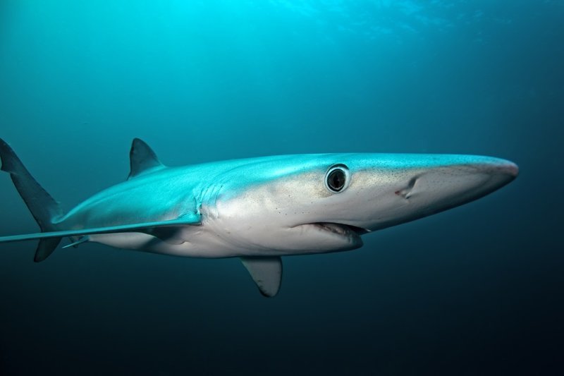 5. Кожа акулы