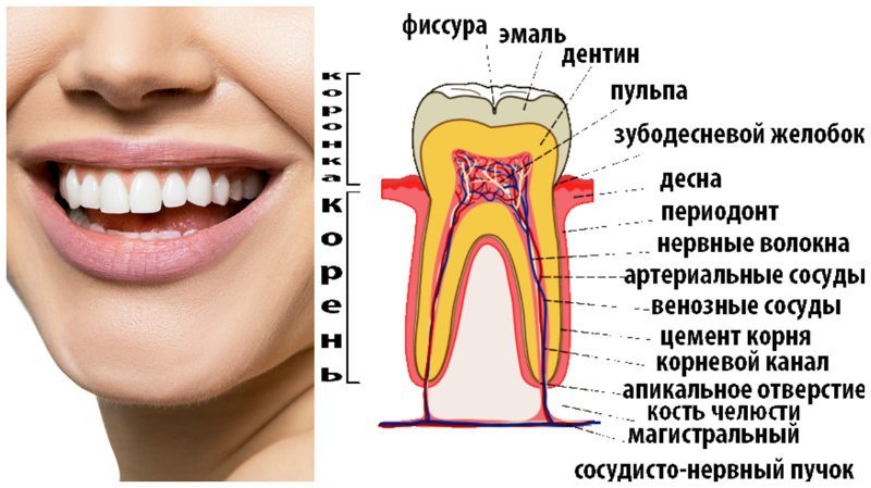 3. Зуб человека